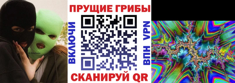 где можно купить   Рудня  Псилоцибиновые грибы Psilocybe 